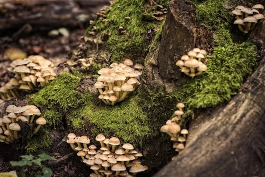 Nấm tí hon trong rừng đầy hấp dẫn qua ảnh nấm rừng close up