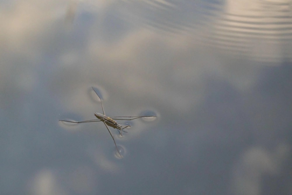 Một đàn côn trùng mặt nước đang tụ tập dưới bóng râm