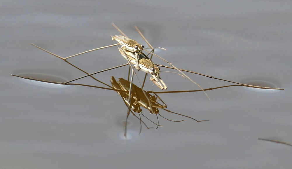 Nhện nước chân dài đang làm vệ sinh cơ thể trên mỏm đá ướt