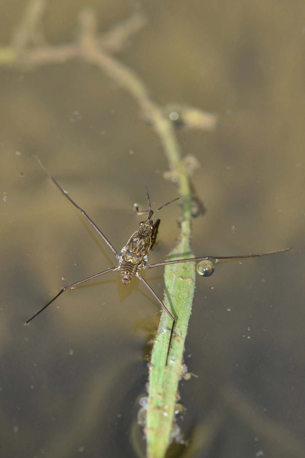 Bức ảnh nghệ thuật nhện nước và sức căng bề mặt dưới ánh hoàng hôn