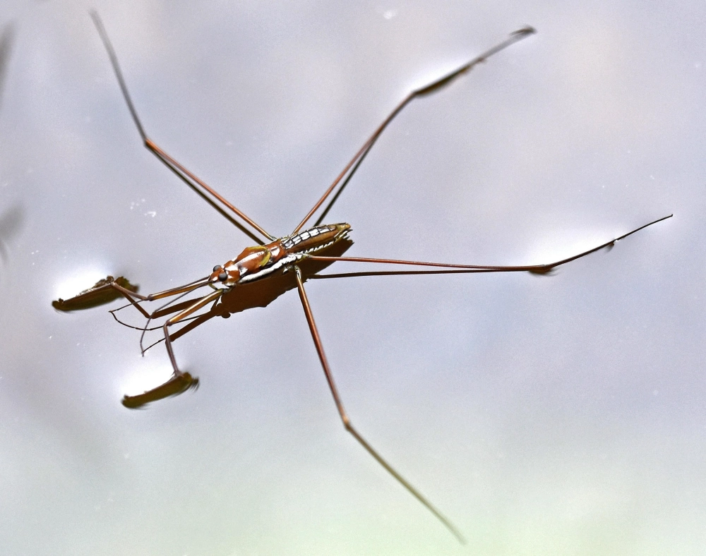 Nhện nước săn mồi bằng cách tóm gọn côn trùng rơi xuống nước