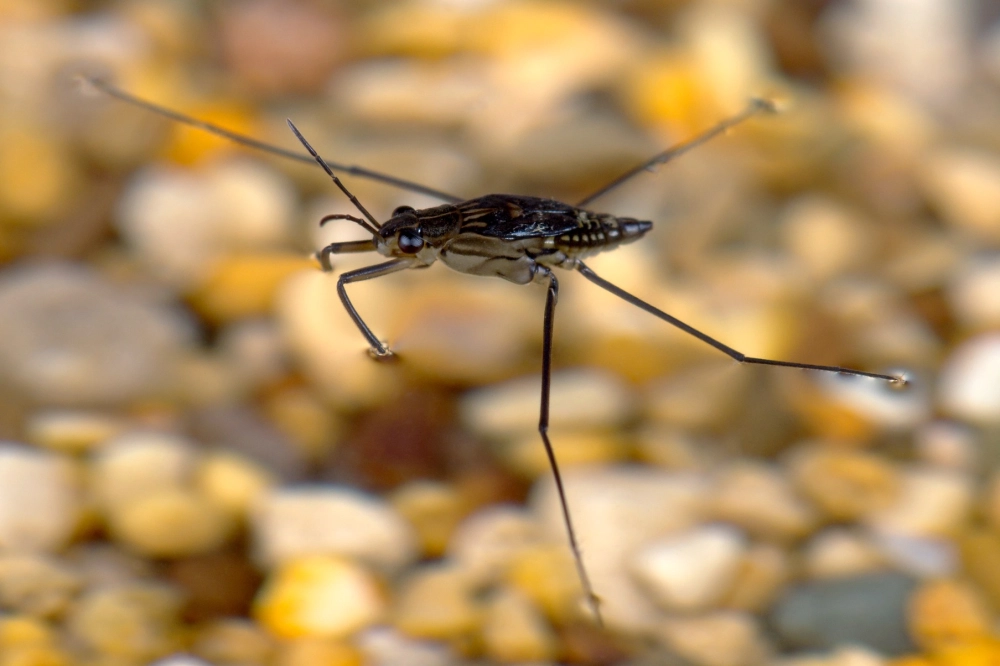 Macro đầu và râu nhện nước với độ chi tiết cực cao