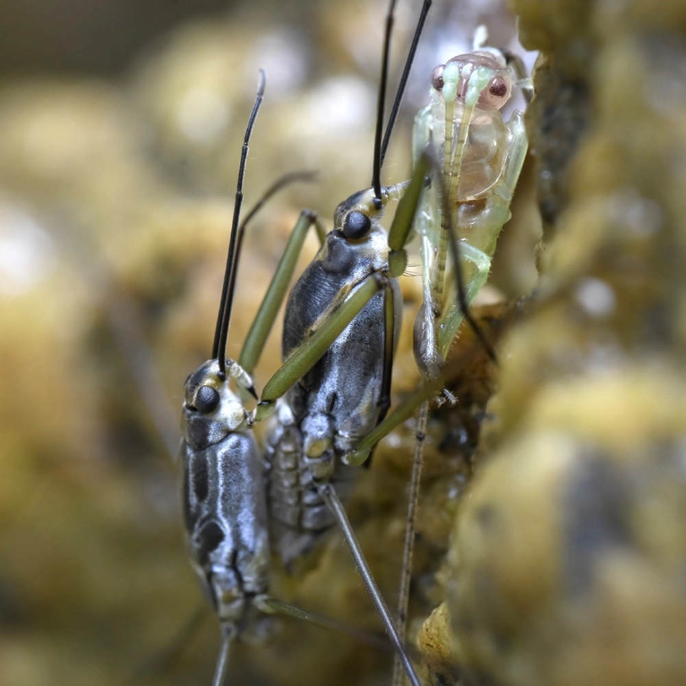 Khoảnh khắc nhện nước trượt trên mặt nước với tốc độ cao