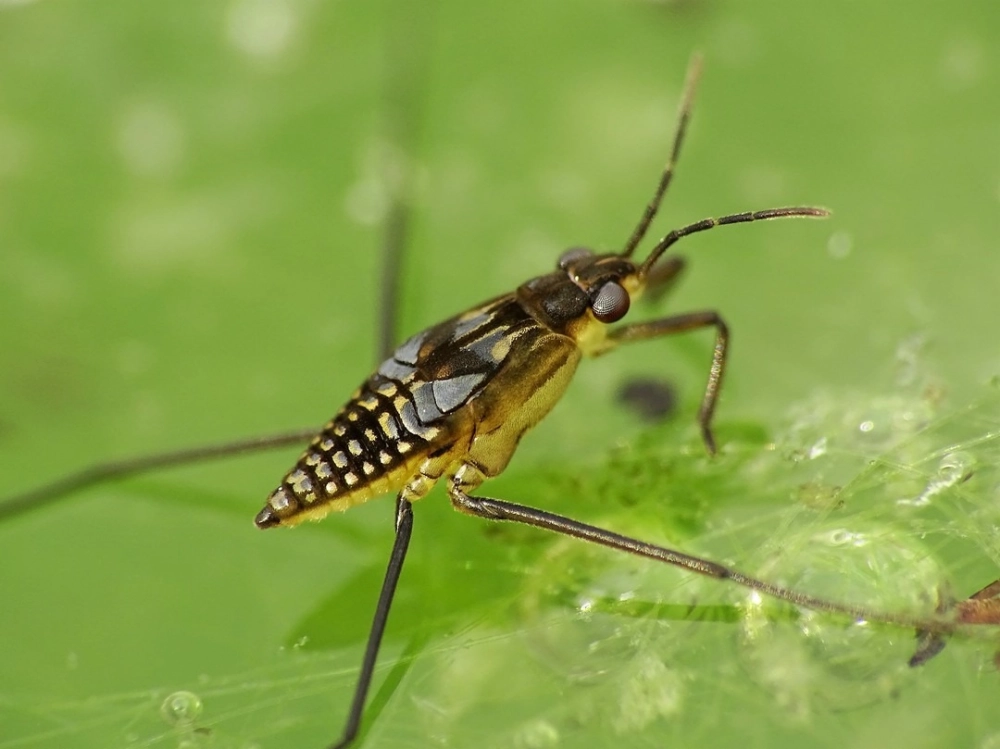 Cận cảnh nhện nước macro đang đứng yên trên mặt hồ phẳng lặng