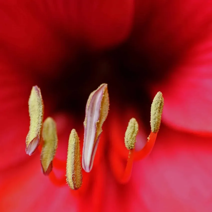 Ảnh cận nhụy hoa sắc màu tôn vẻ đẹp nhụy hoa macro