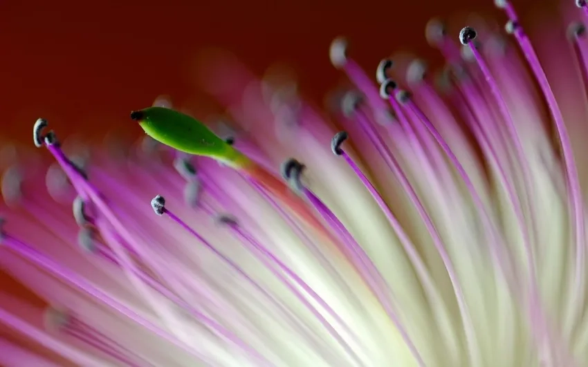 Macro hoa lá khoe nét tinh tế của nhụy hoa macro