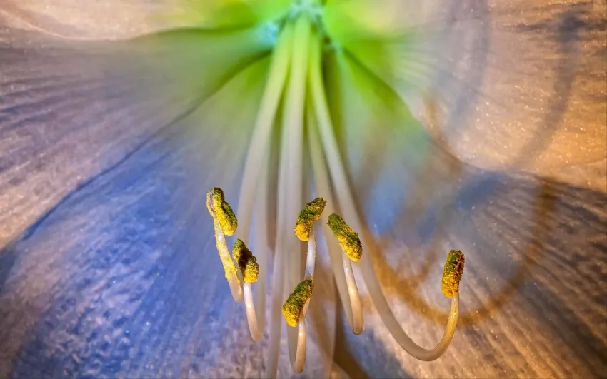 Ảnh sắc nét hoa macro làm nổi bật nhụy hoa macro