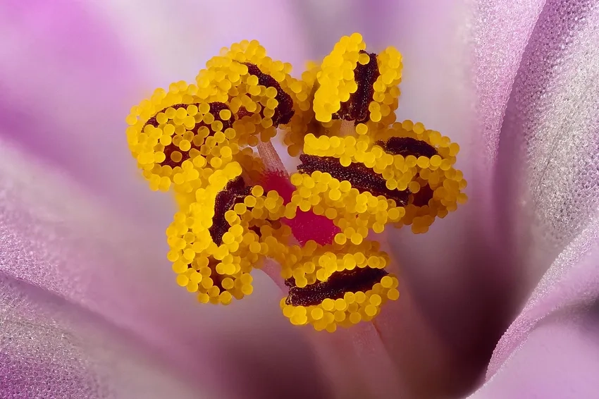 Chụp hoa close up làm nổi bật nhụy hoa macro