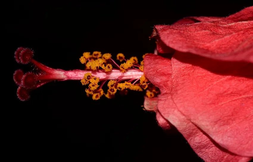 Ảnh chi tiết nhụy hoa rực rỡ dưới góc macro