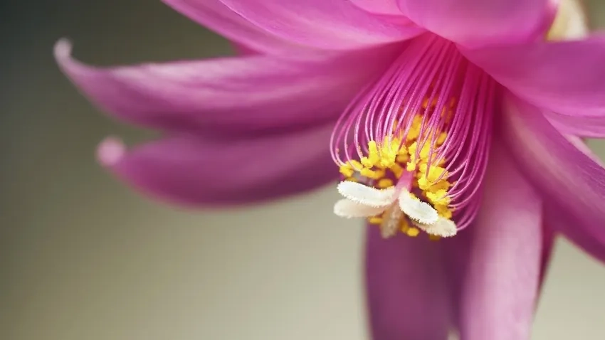 Ảnh macro thiên nhiên làm nhụy hoa macro sống động