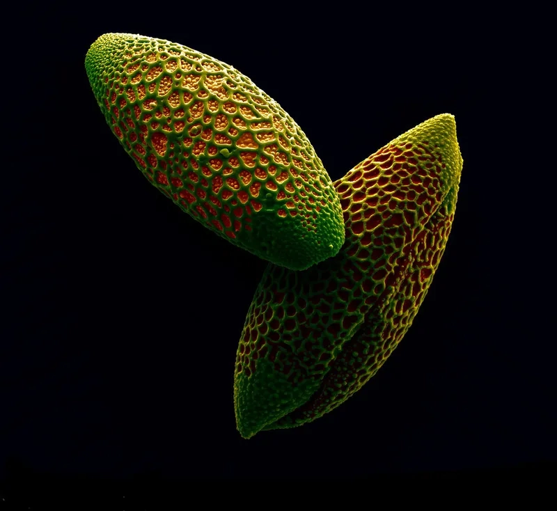 Phấn hoa phóng đại 1000 lần rõ ràng