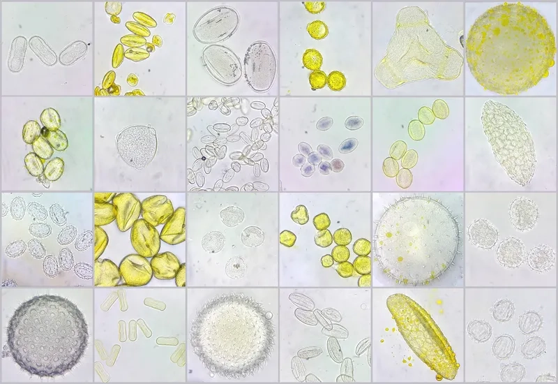 Khám phá cấu tạo hạt phấn chi tiết nhất