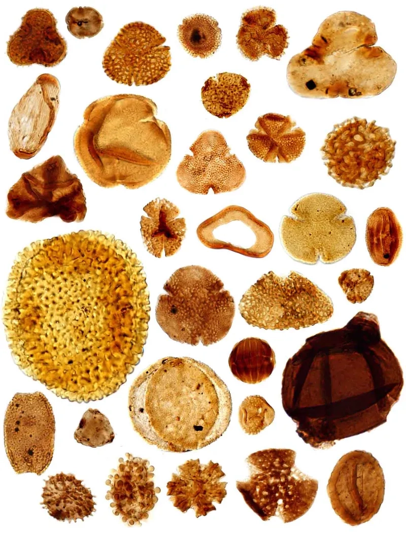 Nhận biết phấn hoa gây dị ứng phổ biến