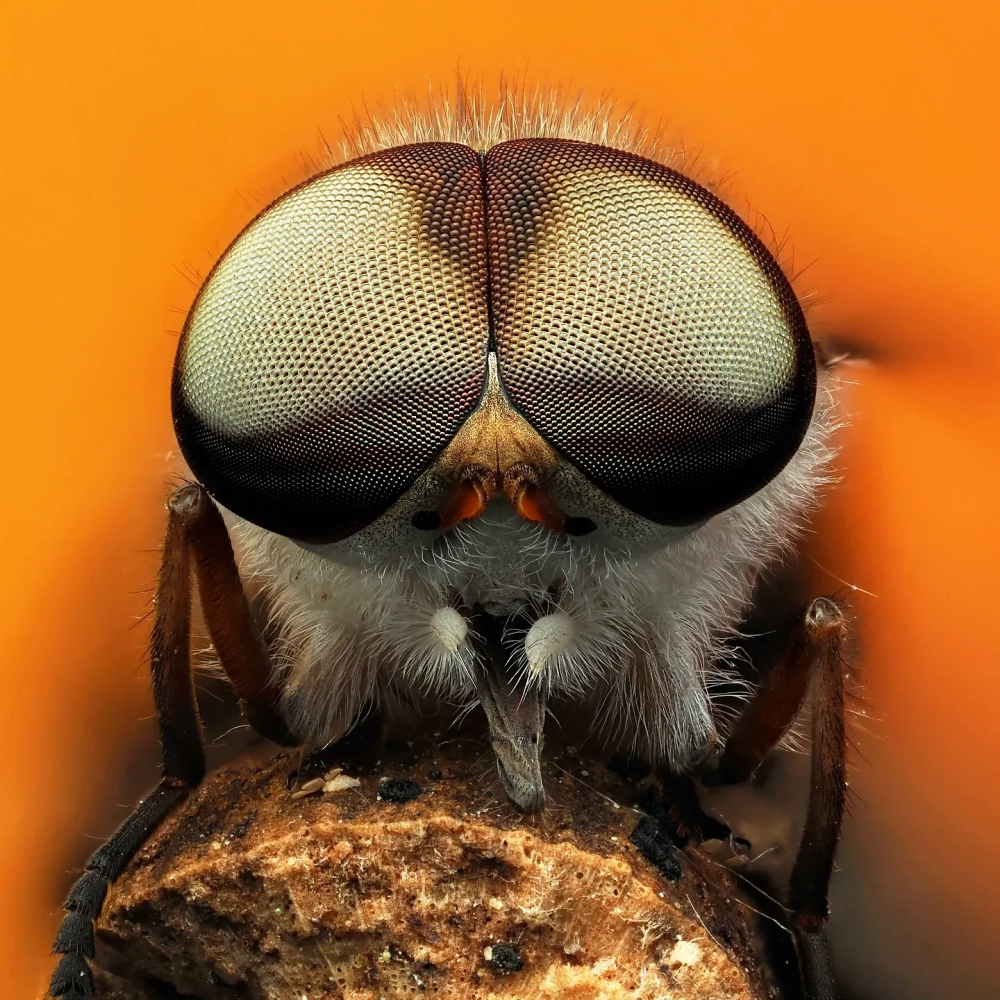 Hình ảnh ruồi sát thủ giao phối trên ngọn cỏ