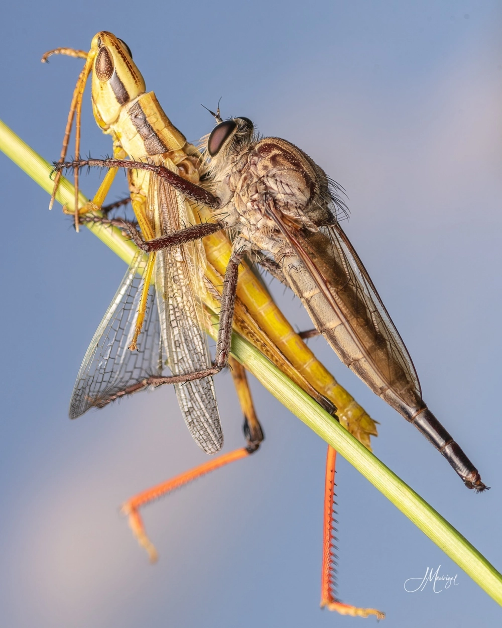 Khoảnh khắc săn mồi trên không cực nhanh của ruồi sát thủ