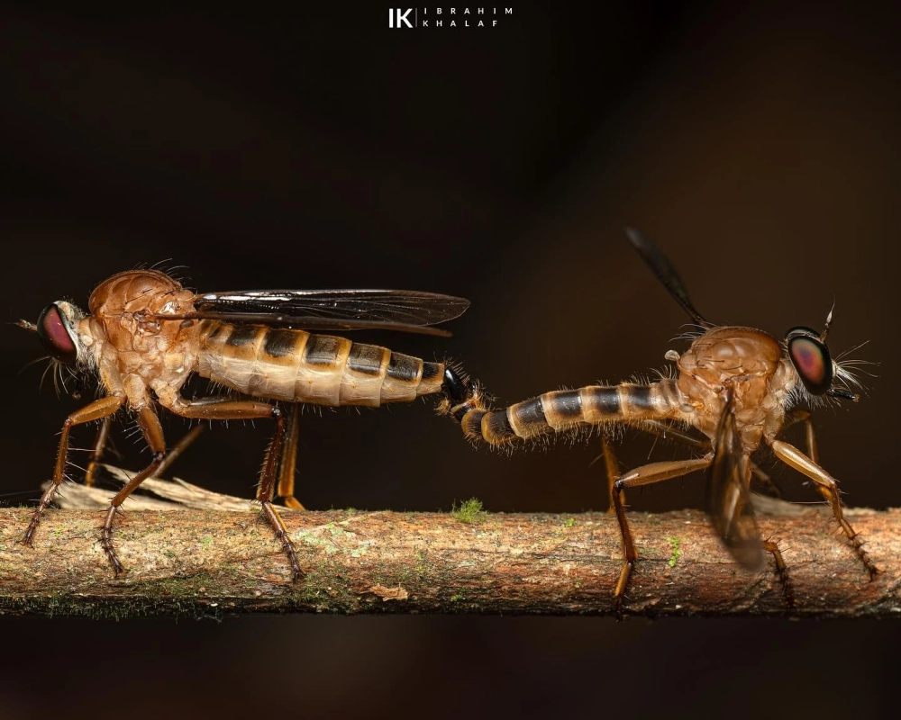 Chuỗi thức ăn côn trùng thể hiện qua bức ảnh ruồi săn nhện