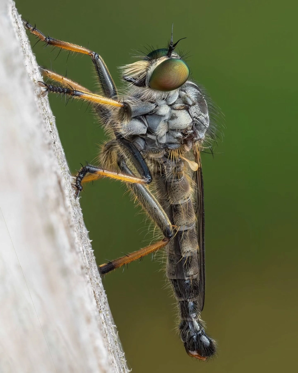 Góc chụp macro mắt ruồi sát thủ phản chiếu ánh sáng cực nét