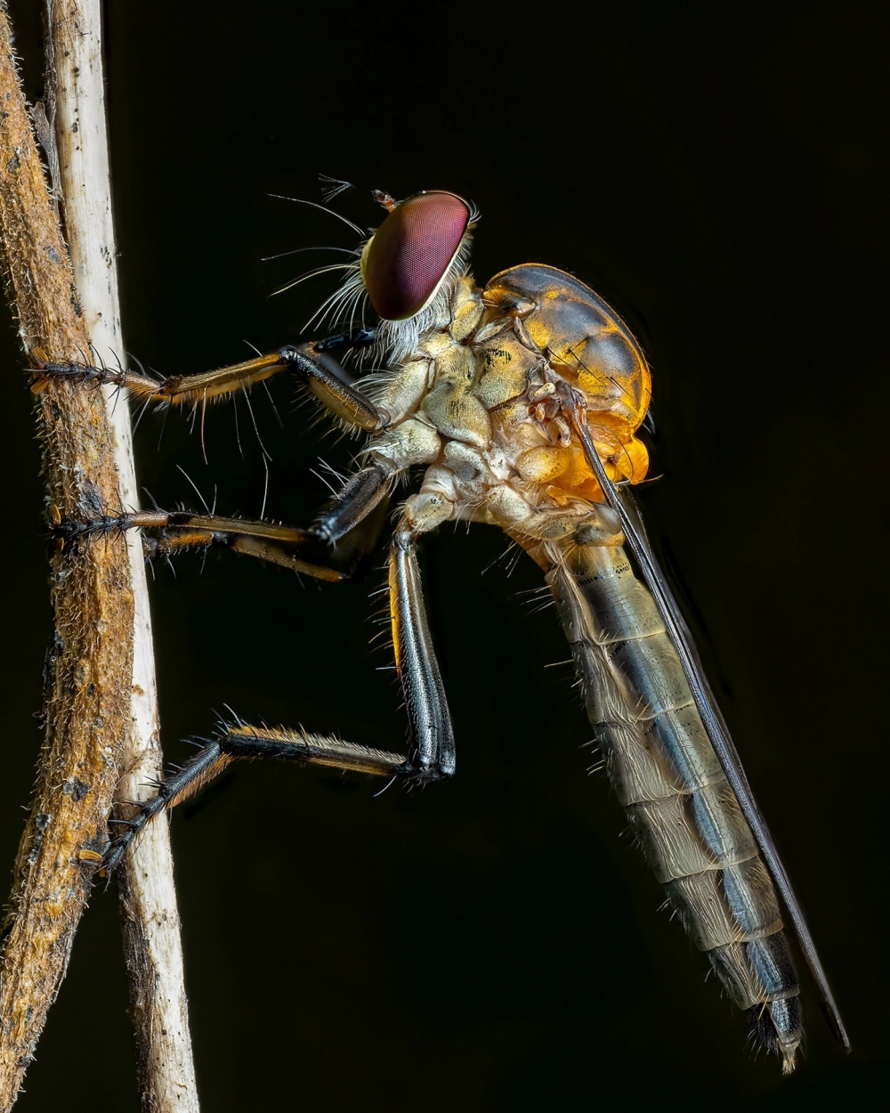 Hình ảnh ruồi ăn ong mật ngay trên bông hoa rực rỡ