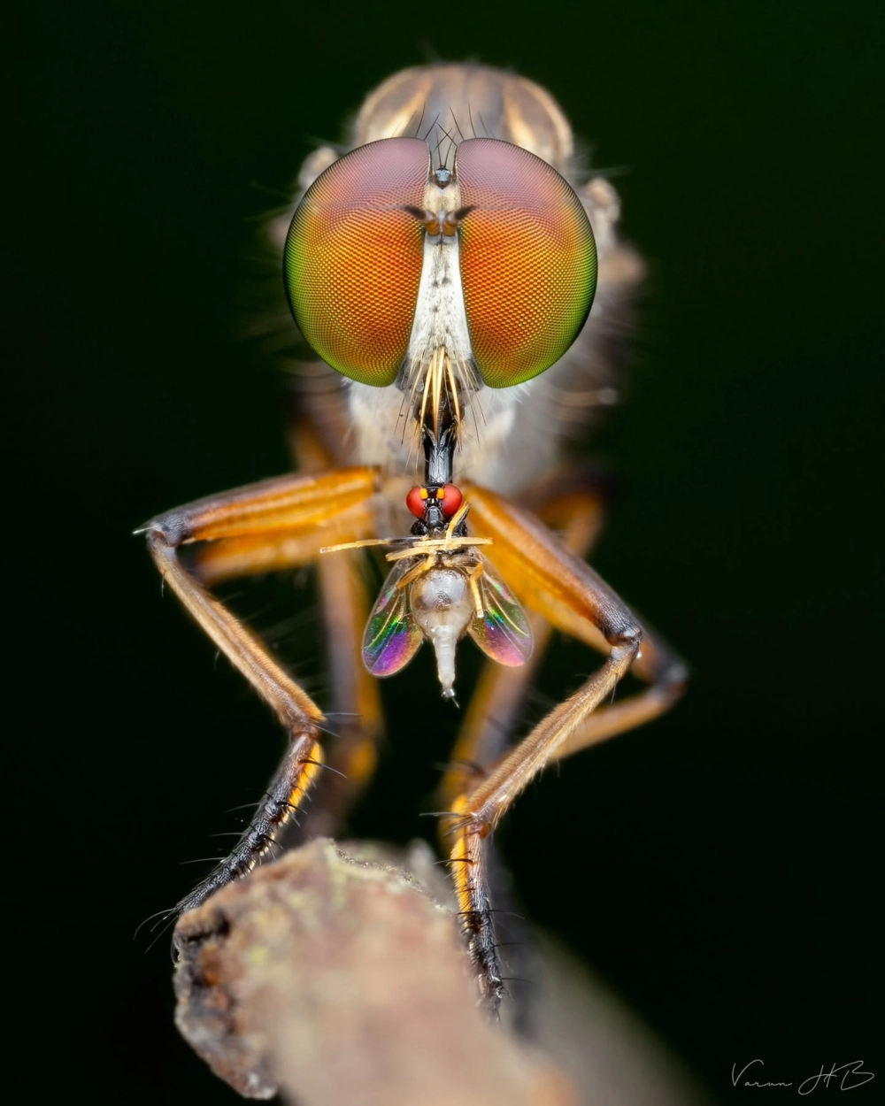 Chân dung ruồi sát thủ với đôi mắt kép khổng lồ đầy màu sắc