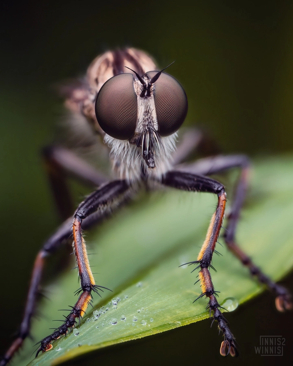 Cận cảnh ruồi ăn sâu đang đậu trên cành cây khô quan sát con mồi