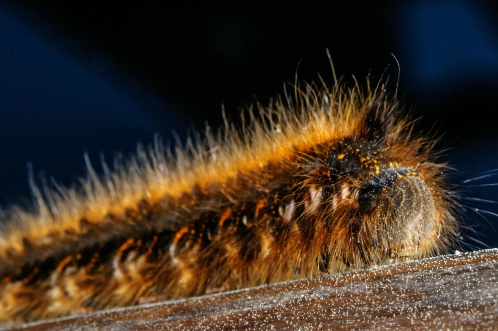 Sâu bướm gai với cấu tạo cơ thể độc đáo và lạ mắt