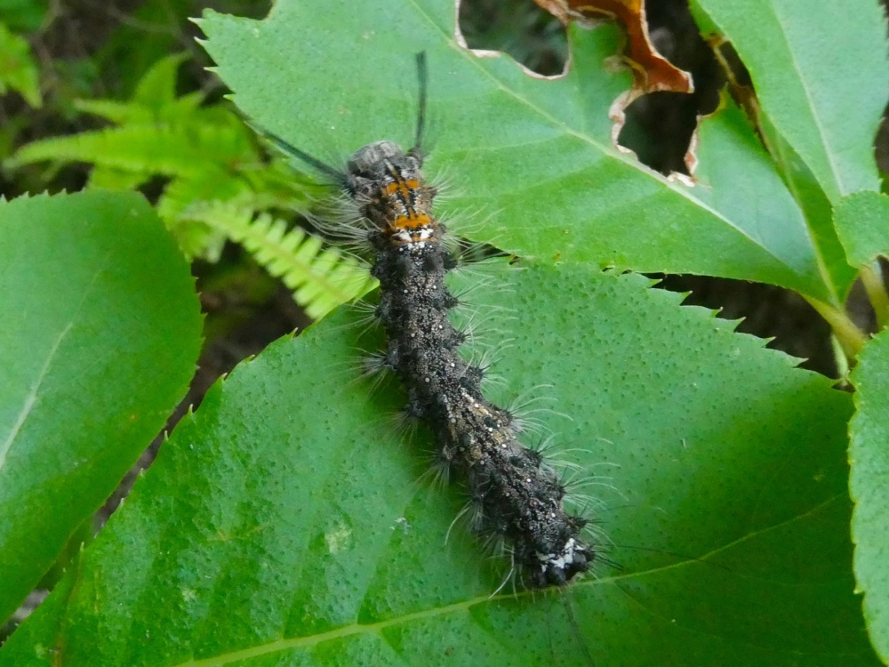 Khoảnh khắc sâu bướm lột xác để phát triển kích thước lớn hơn