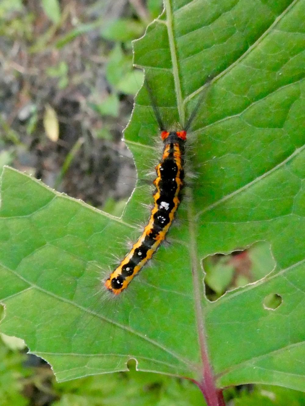 Sâu bướm hóa nhộng treo mình dưới tán lá cây rừng