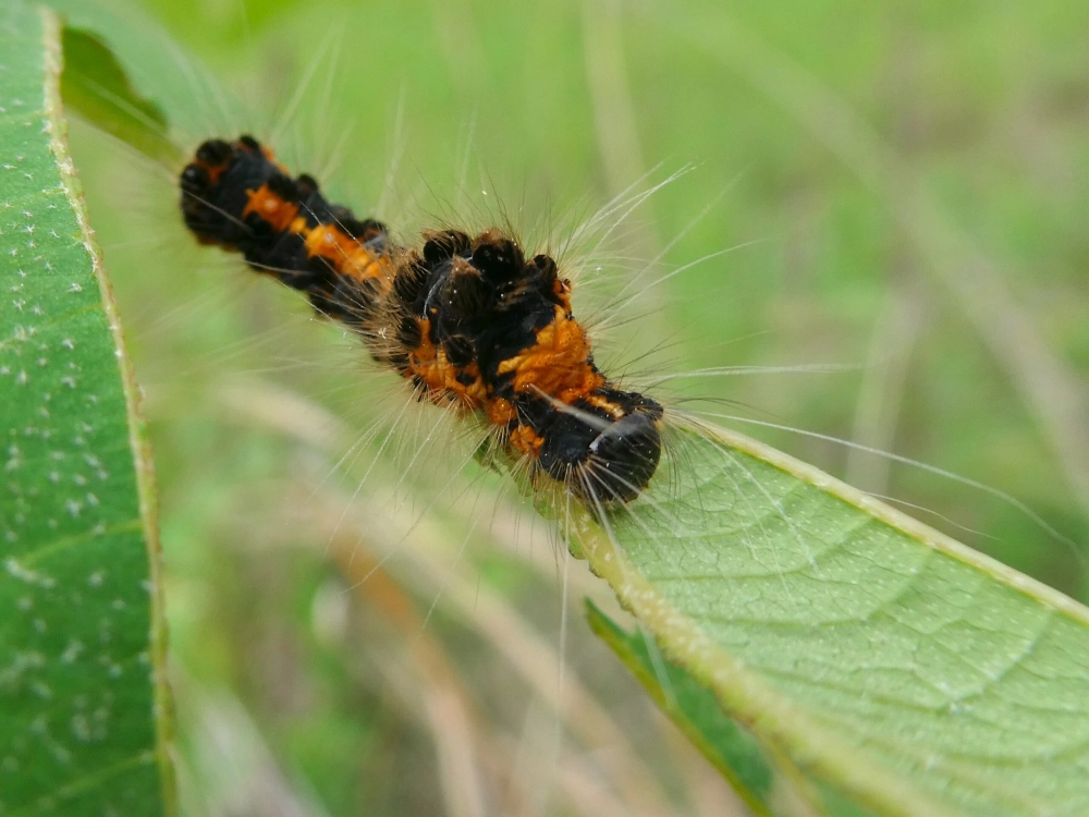 Góc chụp macro lông của sâu bướm có độc cảnh báo nguy hiểm