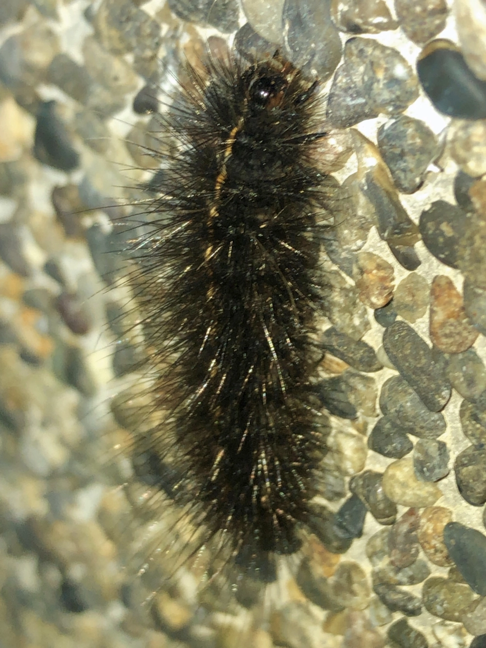 Sâu bướm màu sắc sặc sỡ đang ăn lá cây xanh tươi