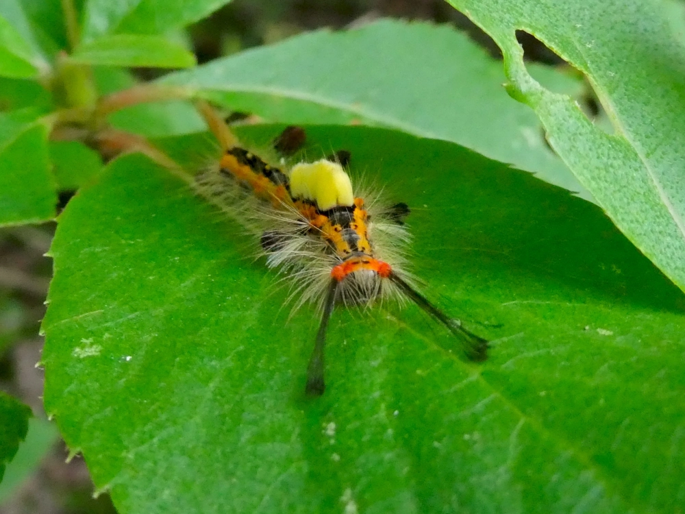 Hình ảnh sâu róm nhiều lông gai nhọn dưới ánh nắng mặt trời