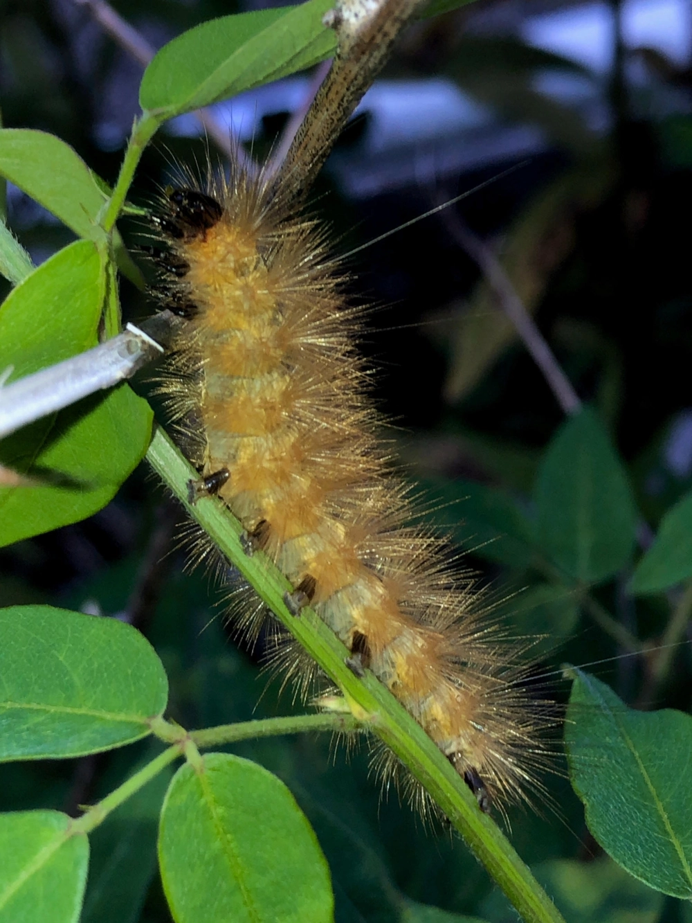 Thiên địch của sâu bướm là loài chim đang săn mồi