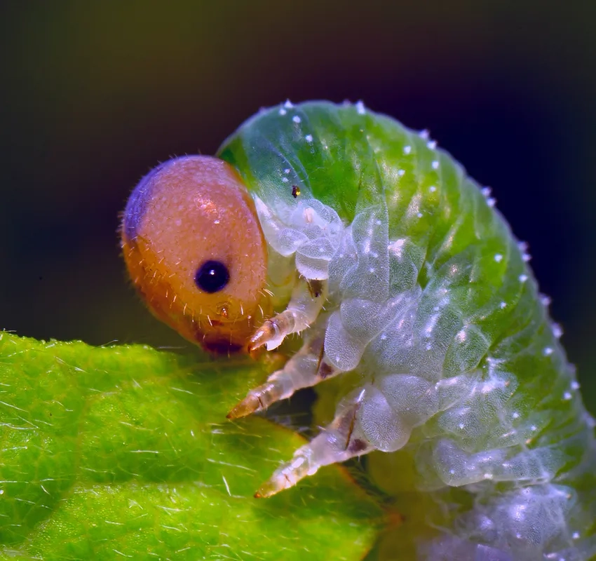 Khám phá vẻ đẹp sâu bướm macro qua ảnh macro côn trùng