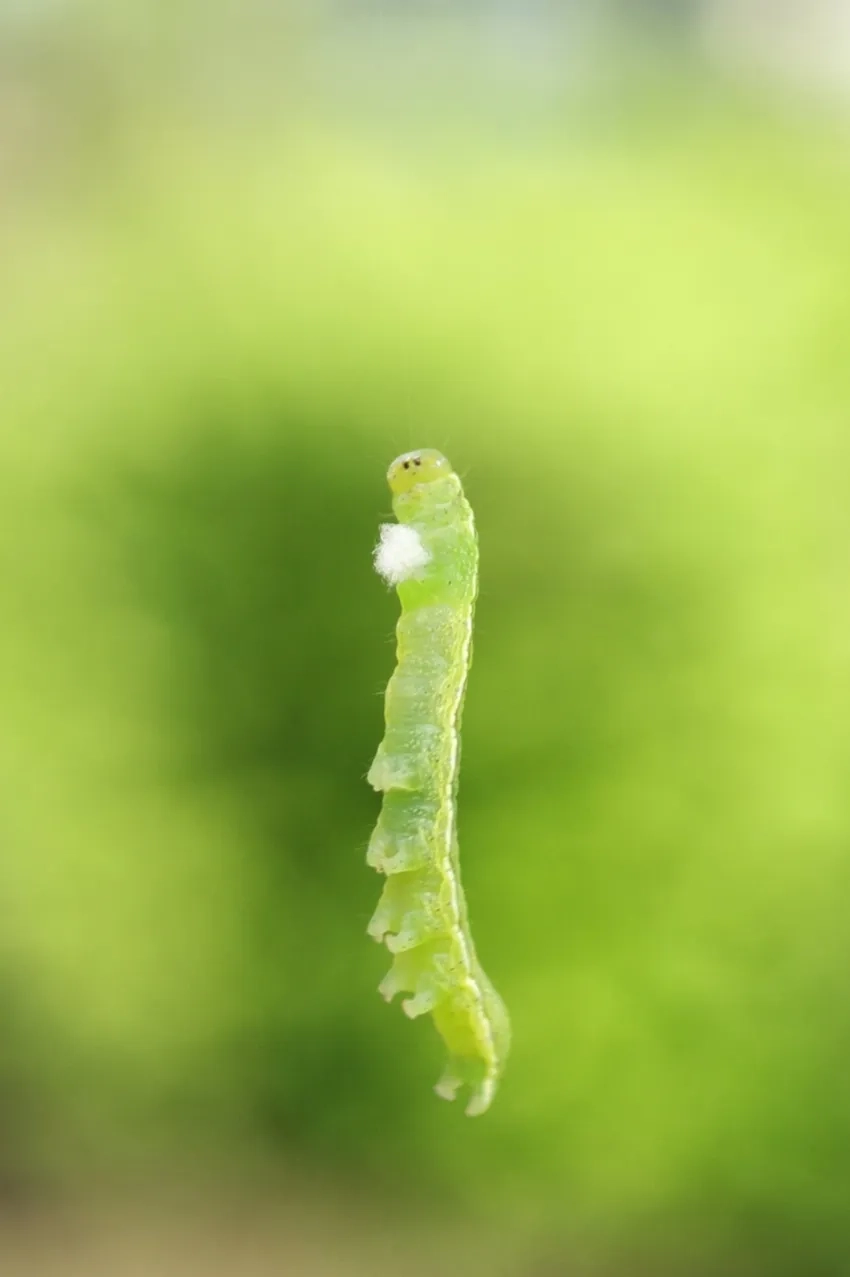 Ánh sáng khi chụp macro quyết định độ rõ nét của ảnh sâu bướm macro