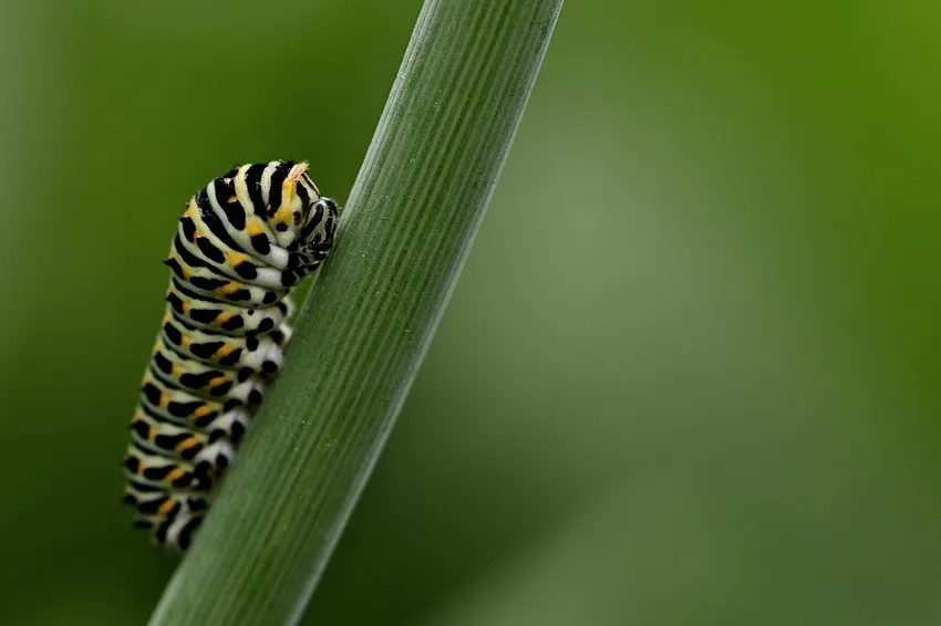 Ống kính macro cho côn trùng mang đến góc nhìn gần gũi với sâu bướm macro