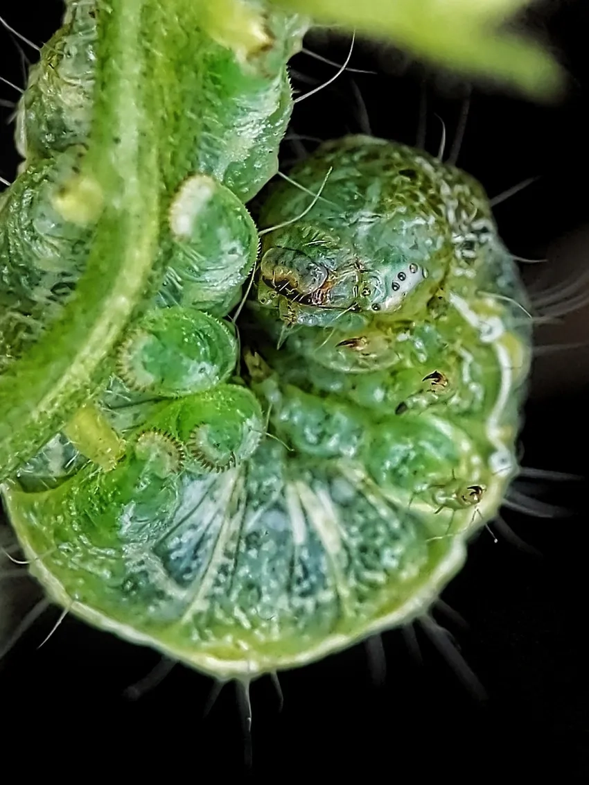 Ảnh macro lá cây và sâu bướm tạo bố cục thiên nhiên sinh động