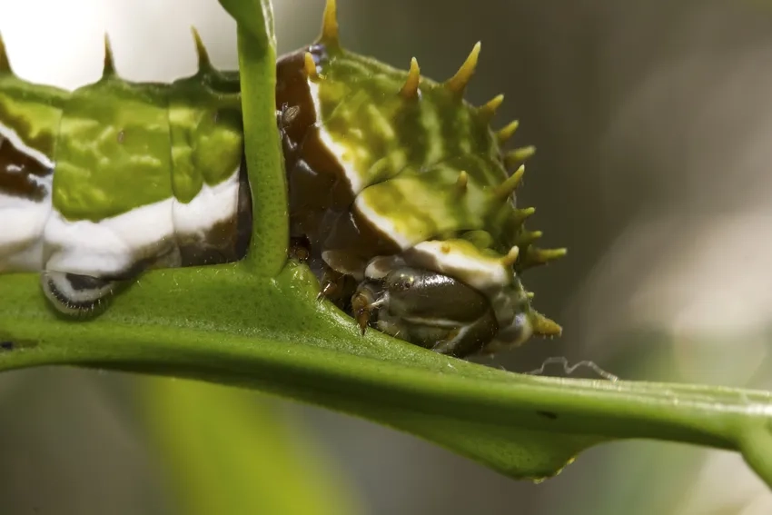 Ảnh macro lá cây và sâu bướm tạo bố cục thiên nhiên sinh động