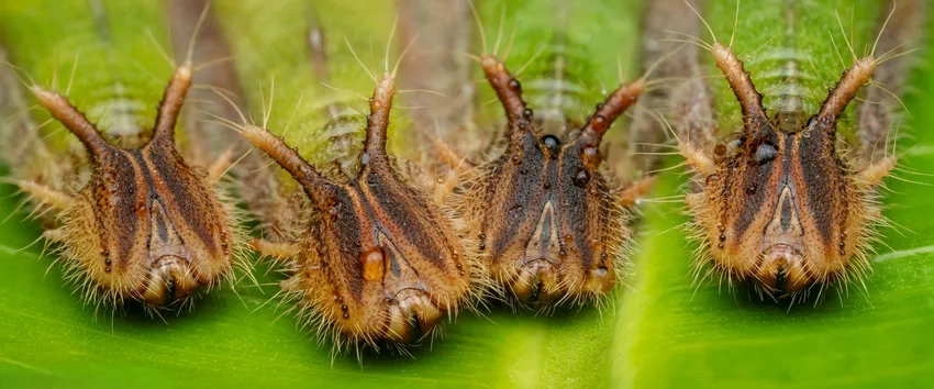 Hướng dẫn chụp ảnh macro giúp bạn ghi lại vẻ đẹp sâu bướm macro