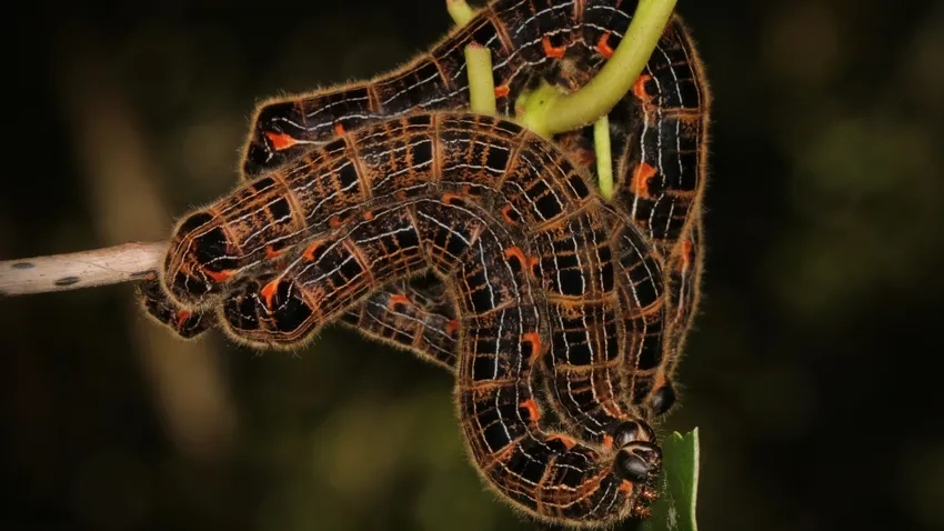 Bộ sưu tập ảnh sâu bướm lưu giữ khoảnh khắc macro độc đáo