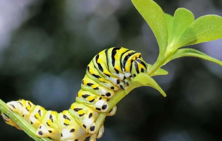 Tôn màu ảnh macro giúp sâu bướm macro nổi bật và bắt mắt