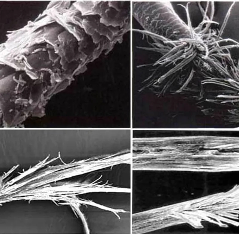 Tóc phóng to bao nhiêu lần