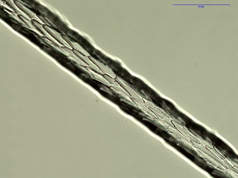 Sợi tóc người và tóc động vật