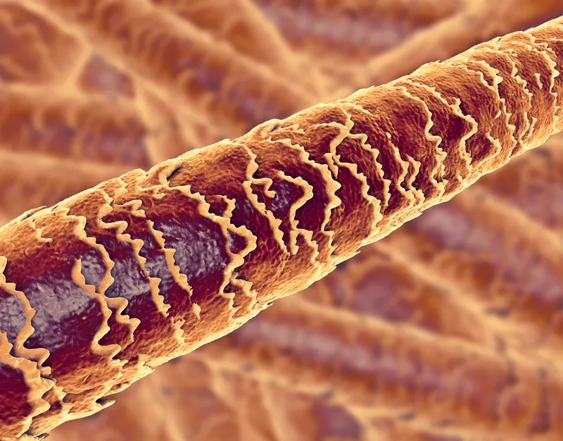 Hình ảnh tóc đen dưới kính hiển vi