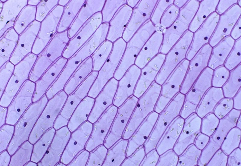 Tế bào hành tây dưới kính hiển vi hình hộp