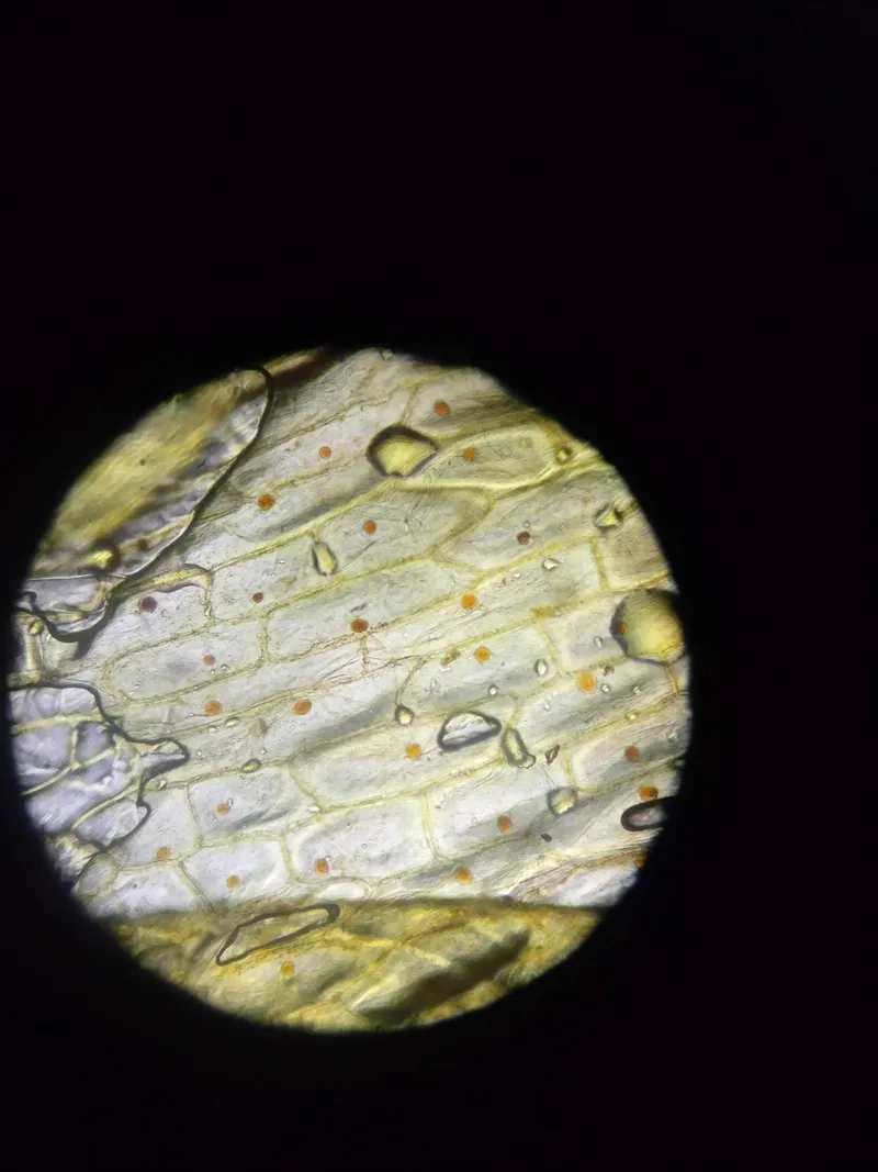 Kính hiển vi xem tế bào hành tây