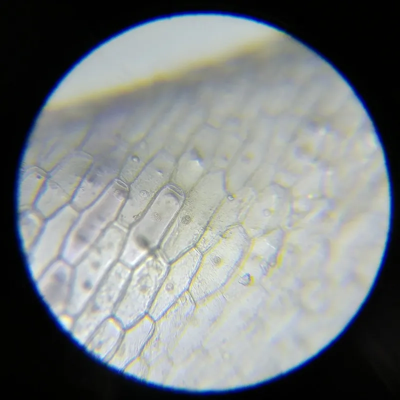 Video tế bào hành tây với chuyển động tế bào chất