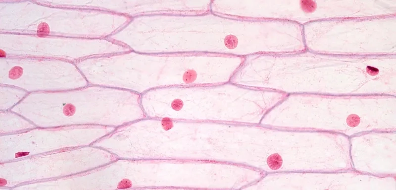 Biểu bì hành tây quan sát dễ dàng