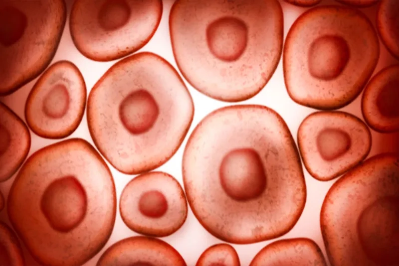 Tế bào máu dưới kính hiển vi thế giới vi mô