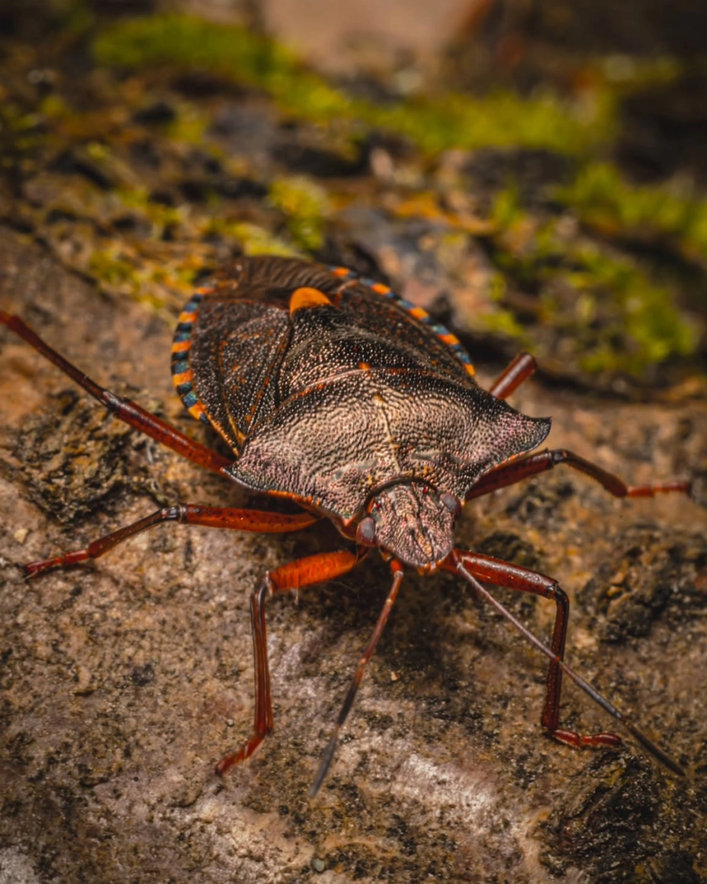 Cận cảnh một con bọ xít màu nâu cam với các hoa văn phức tạp trên mai, đang đậu trên bề mặt rêu phong