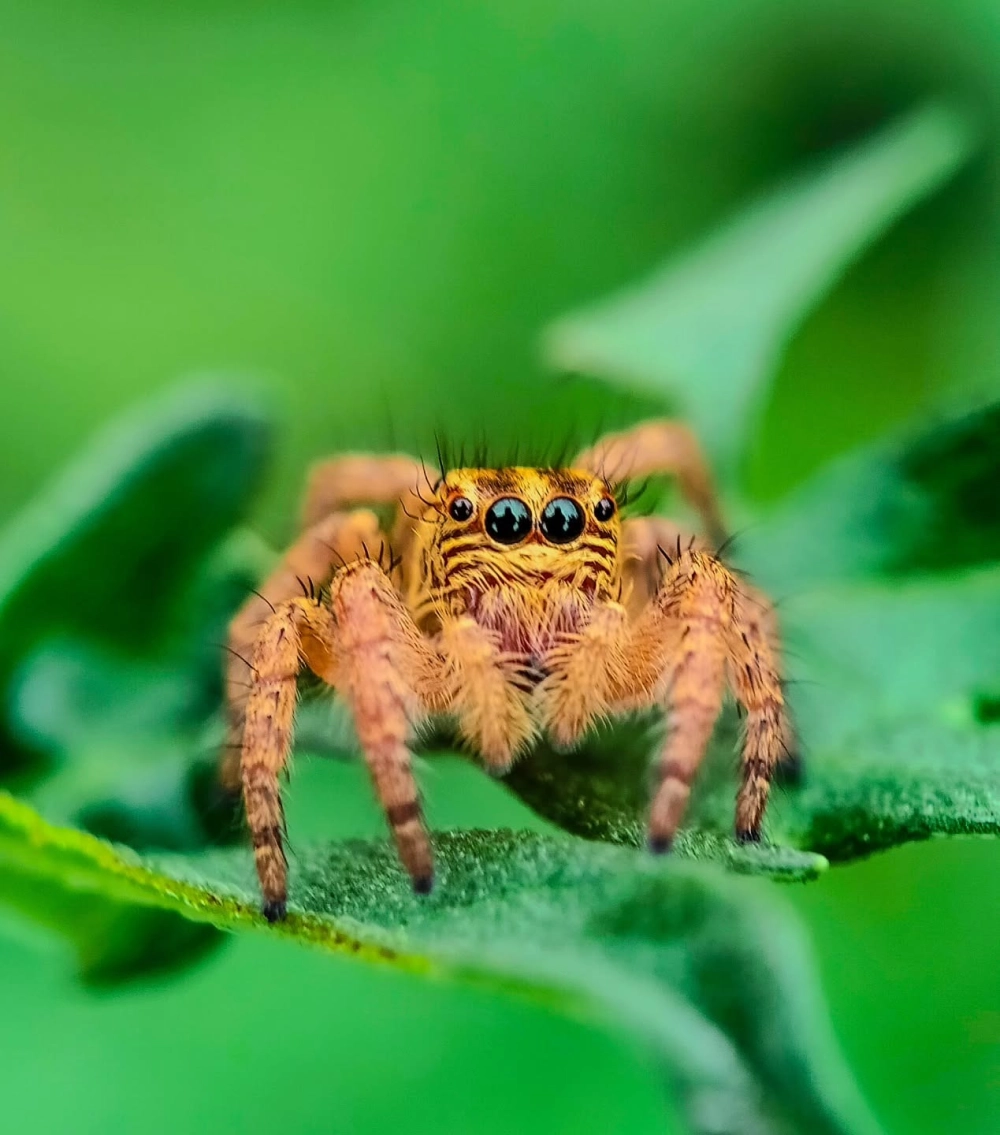 Một con nhện nhảy màu vàng cam, nhiều lông với đôi mắt lớn màu đen đang nhìn thẳng, nổi bật trên nền lá xanh mờ