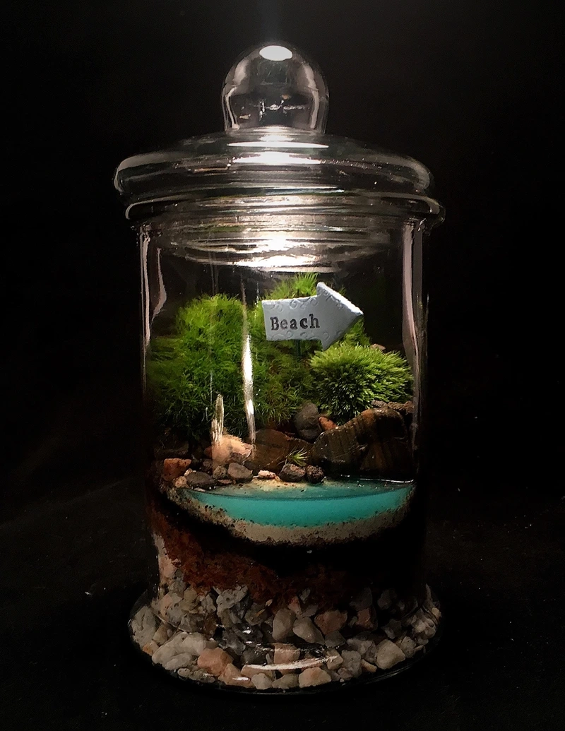 Tiểu cảnh trong hũ thủy tinh là như thế nào?